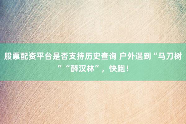 股票配资平台是否支持历史查询 户外遇到“马刀树”“醉汉林”，快跑！