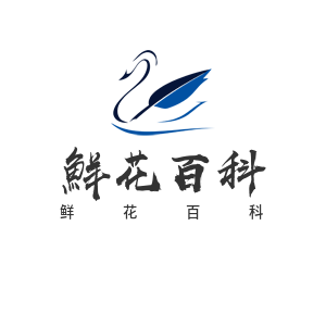 SEO网站优化